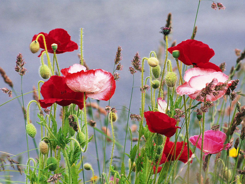 Flower8.jpg